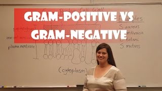 Gram Positive and Gram Negative Bacteria [upl. by Reffinnej]