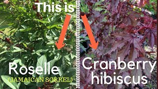 Difference Between Roselle And Cranberry Hibiscus [upl. by Rebe]