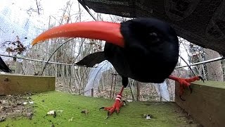 Redbilled chough return to Canterbury [upl. by Kippar918]