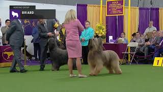 Briards  Breed Judging 2019 [upl. by Sheaff]