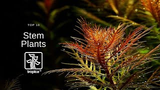 Top 10 Beautiful Aquarium Stem Plants [upl. by Earej]