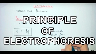 Principle of Electrophoresis [upl. by Polinski815]