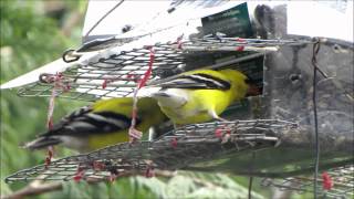 American Goldfinch Song Sound Call And Singing [upl. by Patsy263]