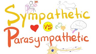 Sympathetic vs Parasympathetic  Autonomic Nervous System ANS  Physiology [upl. by Annais]