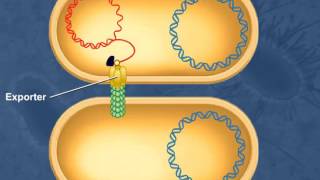 Bacterial Conjugation [upl. by Rafael]