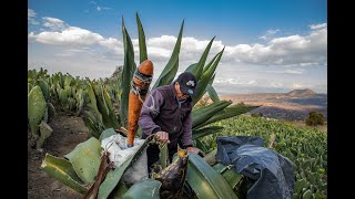 Preparación de un maguey para hacer pulque Parte 1 [upl. by Ruprecht]