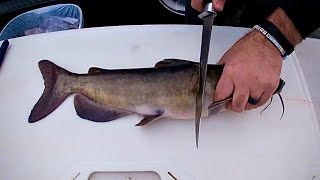 How to Fillet Clean a Catfish [upl. by Ykcin912]