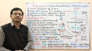 Diabetes Mellitus Part10 Mechanism of Action of Sulfonylurease  Antidiabetic Drugs  Diabetes [upl. by Madelena]