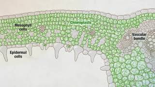 Photosynthesis Part 3 Leaf Structure  HHMI BioInteractive Video [upl. by Navonoj132]