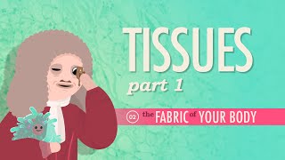 Tissues Part 1 Crash Course Anatomy amp Physiology 2 [upl. by Selij]