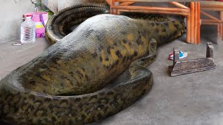 10 Humans Found Inside Snakes [upl. by Ayaj522]