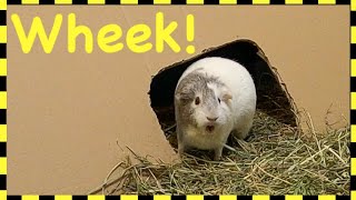 WARNING EXTREMELY LOUD Guinea pig wheeking [upl. by Oilejor]