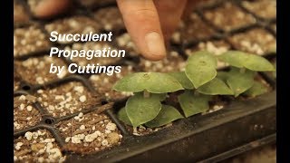 How to Propagate Stacked Crassulas [upl. by Llewellyn758]