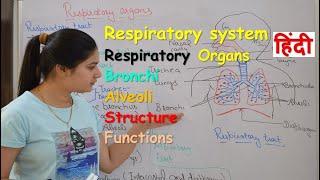 Respiratory system anatomy amp physiology in hindi  Organs  structure  functions [upl. by Aicenet22]