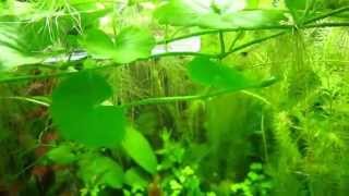 HYDROCOTYLE LEUCOCEPHALA [upl. by Alleris]