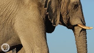 How Elephants ListenWith Their Feet  Deep Look [upl. by Eugine]