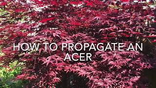 How to Propagate An Acer How to Take Cuttings of Acers [upl. by Sualocin]