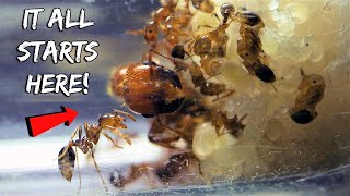 STARTING A NEW FIRE ANT COLONY  REBIRTH OF THE FIRE ANTS [upl. by Yleak]