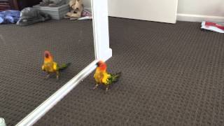 My Sun Conure Dancing with Himself [upl. by Malvie]