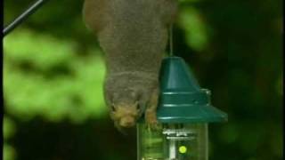 Best Squirrel Proof Bird Feeder [upl. by Airret]