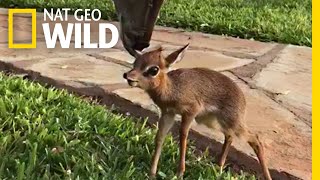 Tiny Rescued Antelope Makes an Unlikely Friend  Nat Geo Wild [upl. by Niuqaoj283]