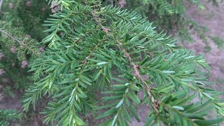 HOW TO Trim a Hemlock naturally [upl. by Egoreg987]