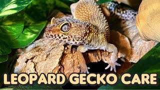 Everything You Need to Know About Leopard Gecko Care [upl. by Greta]