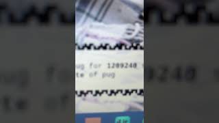 WORLD RECORD Honoring the pug in a rug for 1209236 seconds puginarugcom world record [upl. by Ainaznat]