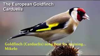 The Goldfinch  The Real Goldfinch  Warner Bros Entertainment [upl. by Akoyn]