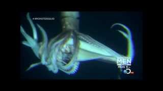 Giant Squid Architeuthis footage January 27 2013 [upl. by Eveneg]