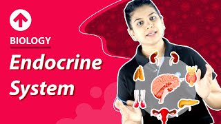 Endocrine System  Biology [upl. by Michael518]