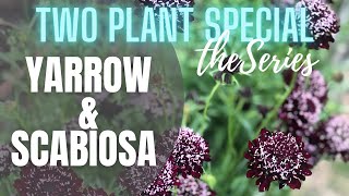 💐 Yarrow amp Scabiosa Two Plant Special The Series  Tips on Yarrow  Tips on Scabiosa [upl. by Cerallua]