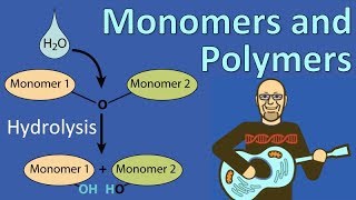 Monomers and Polymers [upl. by Ataner188]