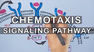 Chemotaxis  Signaling Pathway in Bacteria [upl. by Nymrak]