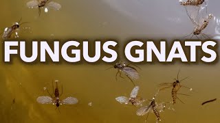 Fungus Gnats Natural Killer 100 Percent Effective [upl. by Aras790]