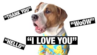 My Dog Speaks Perfect ENGLISH [upl. by Efrem]