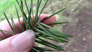 Douglas fir Pseudotsuga menziesii [upl. by Trefor281]