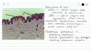 Stratified Squamous Epithelium [upl. by Mariam]