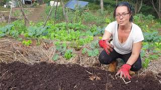 Mushroom Compost  King of Soil Builders [upl. by Eldoria395]