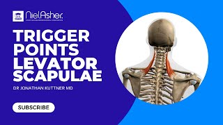 Trigger Point Therapy  Treating Levator Scapulae [upl. by Enitsirk]