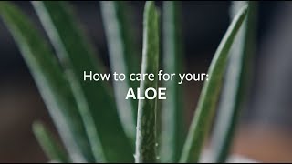 How to care for your Aloe  Grow at Home  RHS [upl. by Yespmed620]