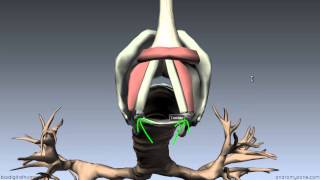 Larynx  Ligaments Membranes Vocal Cords  3D Anatomy Tutorial [upl. by Ateekahs]