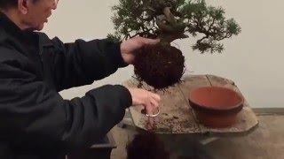 Bonsai Tree Repotting Tutorial  Peter Chan [upl. by Welch]