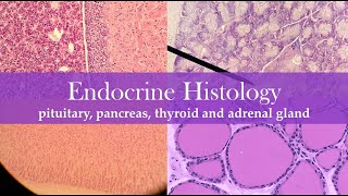 Endocrine histology [upl. by Ecnedac]