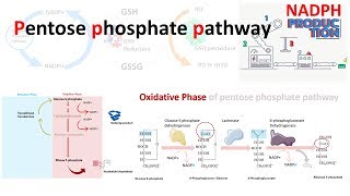 Pentose phosphate pathway [upl. by Siramad]