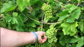 How to Grow Backyard Grapes [upl. by Noicpesnoc809]