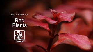 Top 5 Red Aquarium Plants [upl. by Orelu]