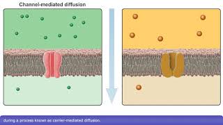 Detailed Animation on Facilitated Diffusion [upl. by Tennes]