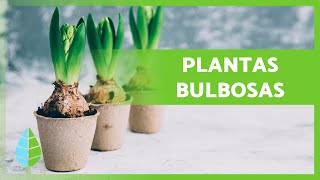 7 PLANTAS de BULBOS 🌷🧅  Características y Reproducción [upl. by Irneh265]