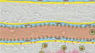 Leukocyte Rolling [upl. by Douty]